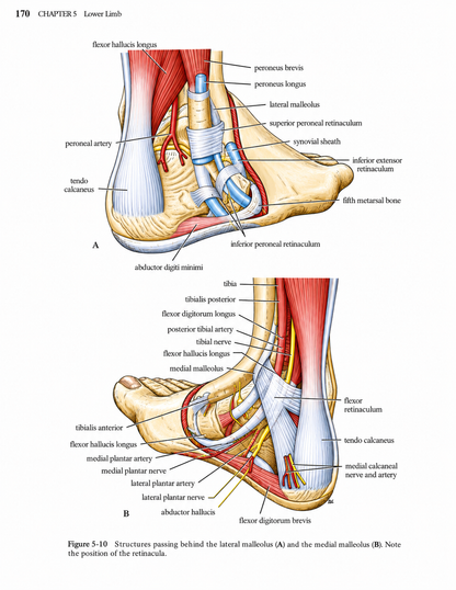 Snell Clinical Anatomy An Illustrated Review with Questions and Explanations Edition 2026-27 Premium Full Colour Mate Paper Print Javed Books