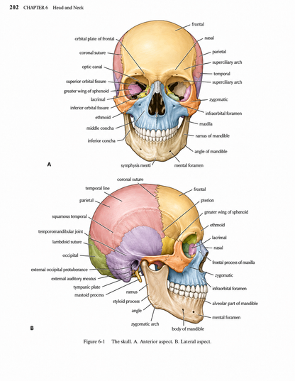 Snell Clinical Anatomy An Illustrated Review with Questions and Explanations Edition 2026-27 Premium Full Colour Mate Paper Print Javed Books